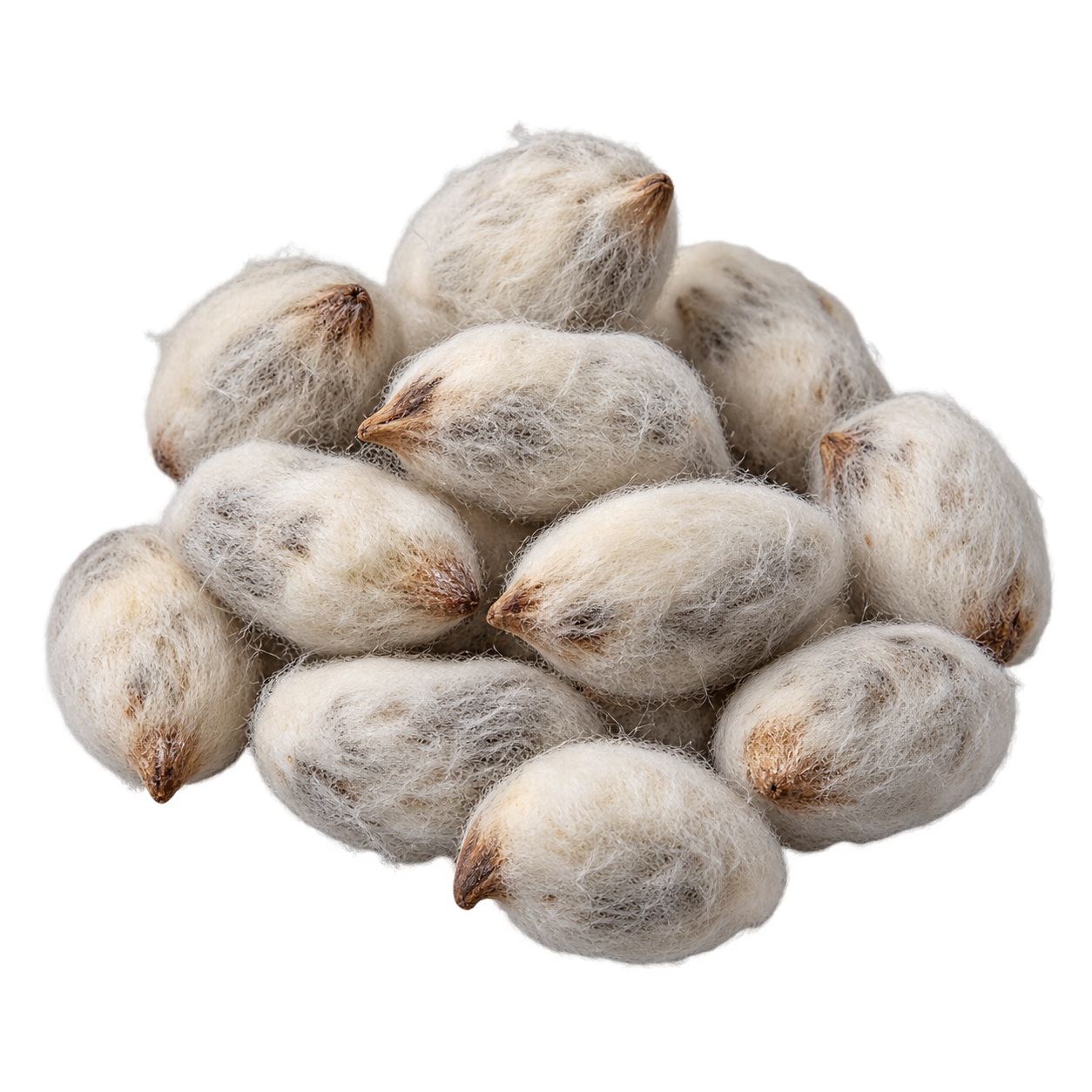 Fuzzy cotton seeds with natural white lint